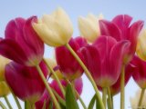 Tulips and Sky.jpg